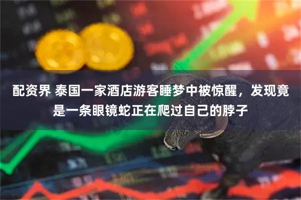 配资界 泰国一家酒店游客睡梦中被惊醒，发现竟是一条眼镜蛇正在爬过自己的脖子